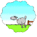 sheep running